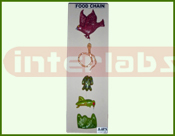 Food Chain